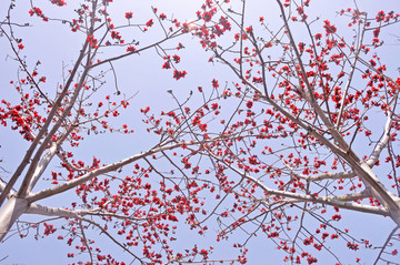 木棉花花枝