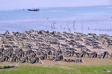 滩涂牡蛎养殖