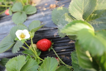 草莓园地