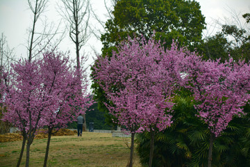 樱花