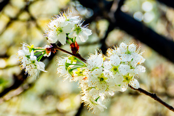 樱桃花