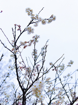 意境梅花