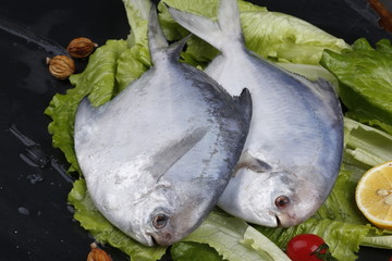 鳊鱼扁鱼银鱼银鲳海鲜海味