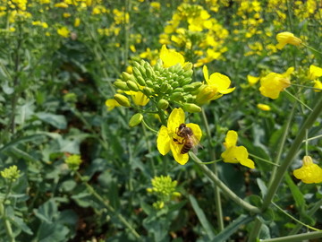 油田的的油菜花和蜜蜂