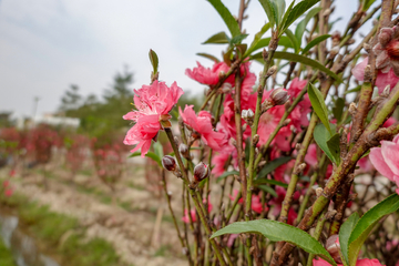 桃花种植