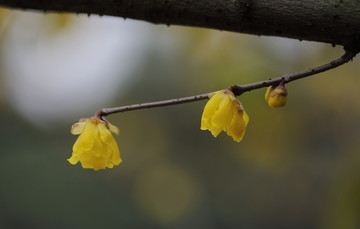 黄色腊梅花