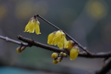 黄色腊梅花