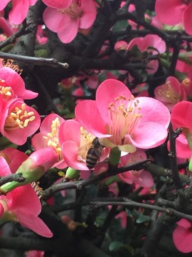 日本木瓜铁海棠