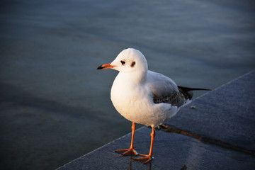 青海湖的鸟