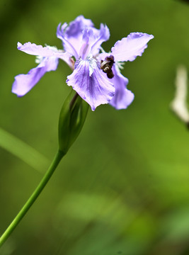 鸢尾花