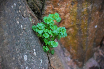 山崖小草