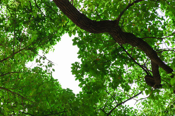 绿树树木天空晴朗