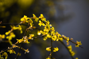 迎春花开