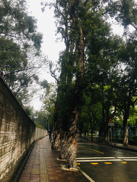 静谧无人的人行道与公路