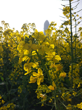 油菜花