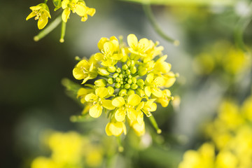 油菜花