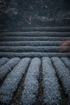 杭州茶园雪景