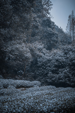 九溪枫叶雪景