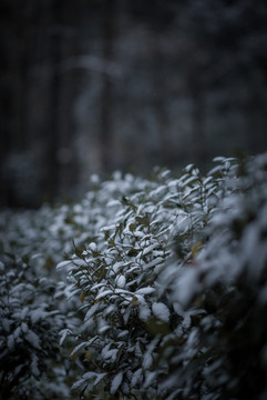 九溪雪景