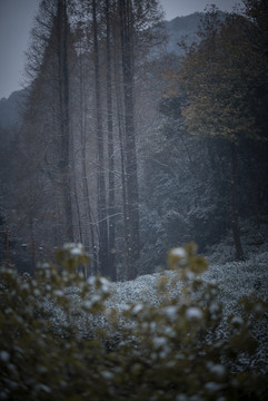 九溪茶园雪景