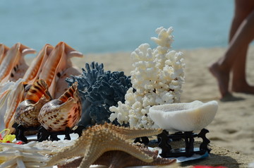 海滩上待售的珊瑚