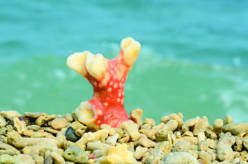 海滩上的珊瑚