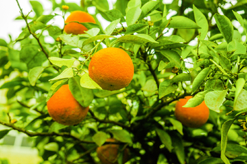 橙子树 果园