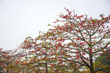 木棉花