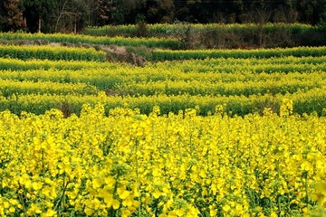 油菜花