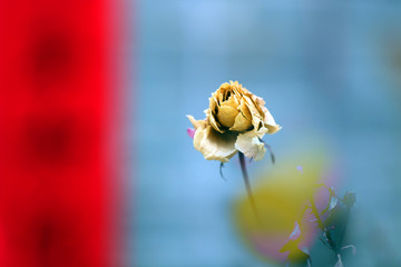 花卉