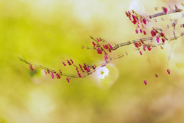 春天写意水墨装饰画