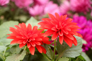 菊花