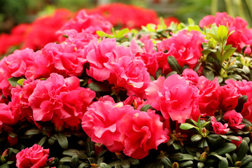 杜鹃花