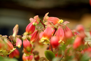 花卉吊钟花