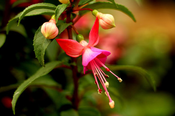 花卉吊钟花
