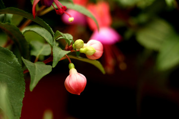 花卉吊钟花