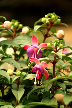 花卉吊钟花