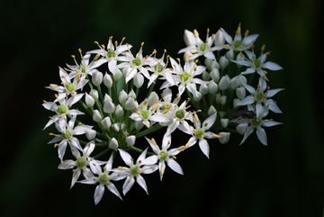 野韭菜花