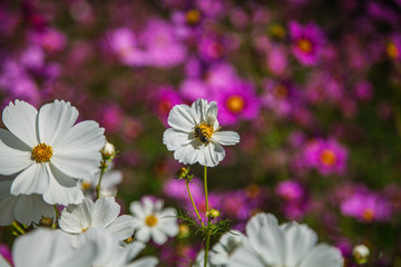 波斯菊