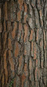 树纹背景素材