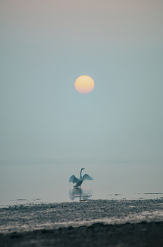 天鹅湖的天鹅