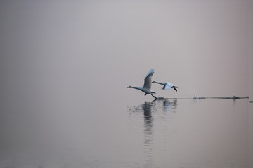 天鹅湖起飞的天鹅