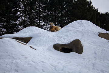 雪山与羊