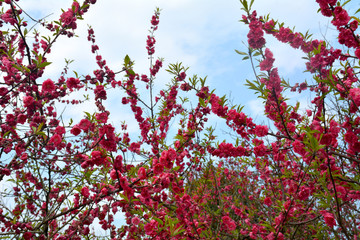 桃花桃树