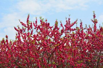 桃花桃树