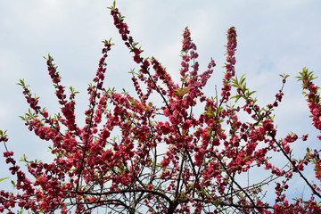 桃花桃树