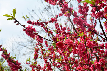 桃花桃树