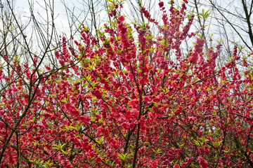 桃花桃树