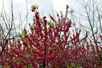 桃花桃树