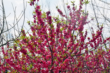 桃花桃树